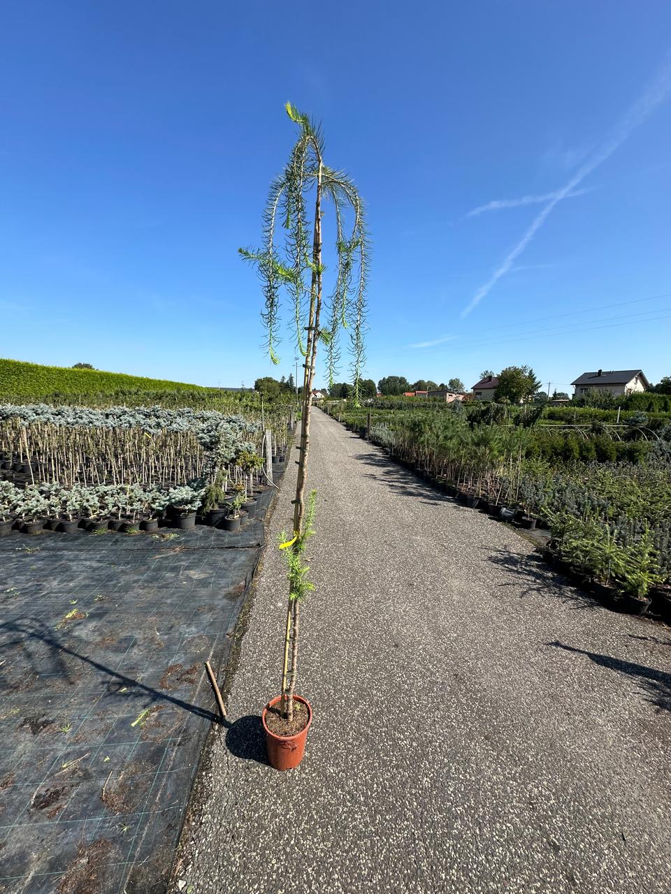 Лиственница европейская Пендула штамб 150